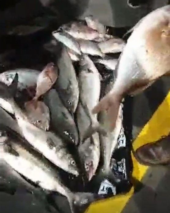fish